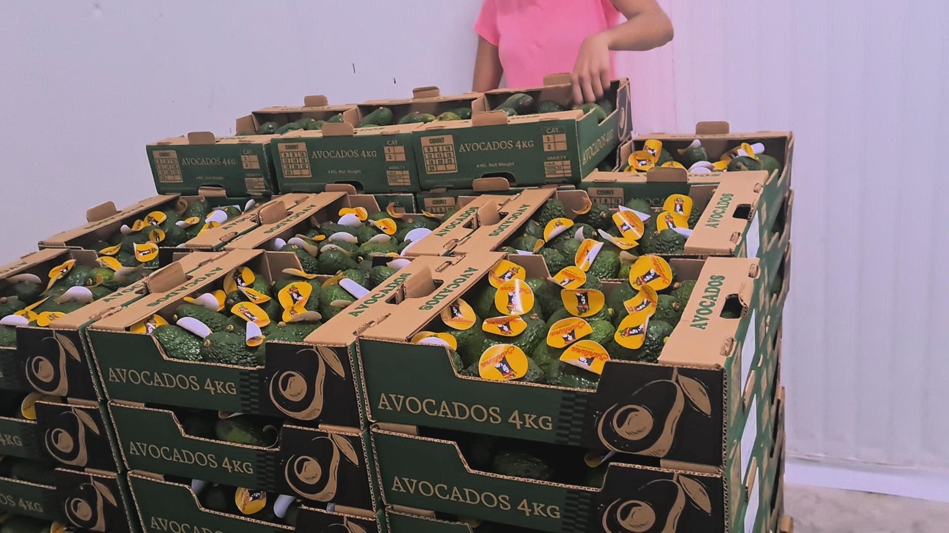 Hass Avocado's from Dominicaanse Republiek